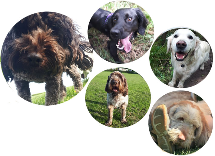 Pet care services for your dogs, on the Wirral in Merseyside. Boarding and day care service
